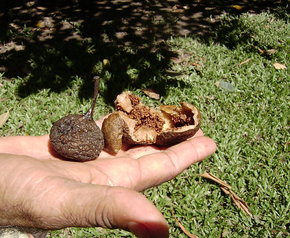 Yurrubajal (Yidinji) - Cluster fig