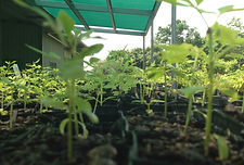 Propogation Nursery