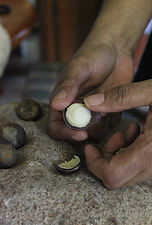 Traditional Skills and Expertise